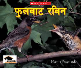 फुलबाट रबिन [Ful bata Robin]